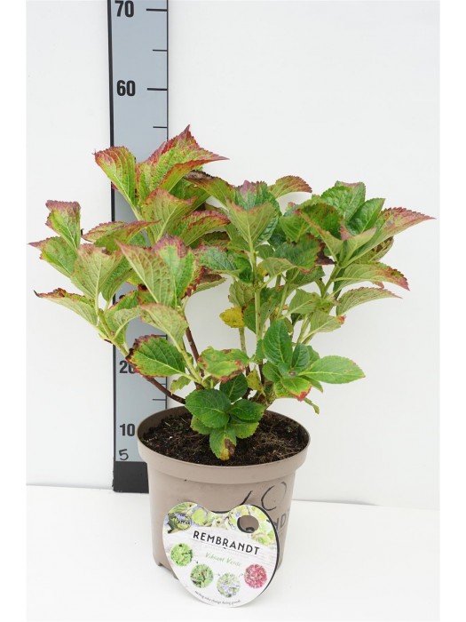 Hortenzija didžialapė (Lot Hydrangea m.) 'Rembrandt Mix' C5/P23 30-40 CM-DIDŽIALAPĖS HORTENZIJOS-HORTENZIJOS