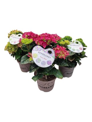 Hortenzija didžialapė (Lot Hydrangea m.) 'Rembrandt Mix' C5/P23 30-40 CM-DIDŽIALAPĖS HORTENZIJOS-HORTENZIJOS