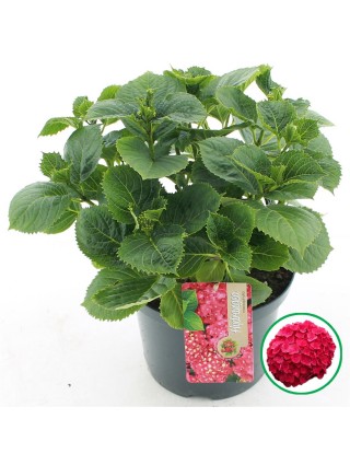 Hortenzija didžialapė (red) (Lot Hydrangea m. (red)) C5/P23 30-40 CM-DIDŽIALAPĖS HORTENZIJOS-HORTENZIJOS