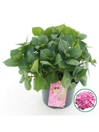 Hortenzija didžialapė (pink) (Lot Hydrangea m. (pink)) C5/P23 30-40 CM-DIDŽIALAPĖS HORTENZIJOS-HORTENZIJOS