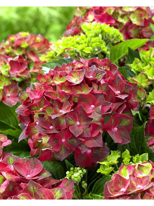 Hortenzija didžialapė (Lot Hydrangea m.) 'Ruby Tuesday' C5/P23 30-40 CM-DIDŽIALAPĖS HORTENZIJOS-HORTENZIJOS