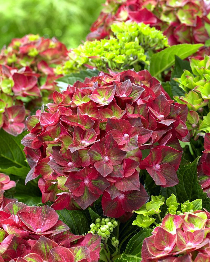 Hortenzija didžialapė (Lot Hydrangea m.) 'Ruby Tuesday' C5/P23 30-40 CM-DIDŽIALAPĖS HORTENZIJOS-HORTENZIJOS