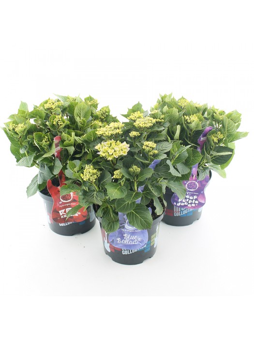 Hortenzija didžialapė (Lot Hydrangea m.) 'Soft Pink Salsa' C5/P23 30-40 CM-DIDŽIALAPĖS HORTENZIJOS-HORTENZIJOS