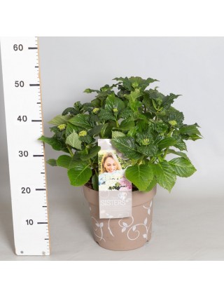 Hortenzija didžialapė (Lot Hydrangea m.) 'Three Sisters' C6,5/P24 25-30 CM-DIDŽIALAPĖS HORTENZIJOS-HORTENZIJOS