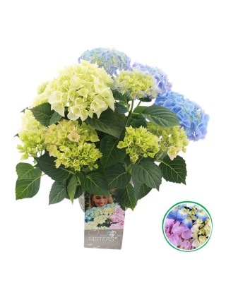Hortenzija didžialapė (Lot Hydrangea m.) 'Three Sisters' C6,5/P24 25-30 CM-DIDŽIALAPĖS HORTENZIJOS-HORTENZIJOS