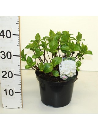 Hortenzija didžialapė (white) (Lot Hydrangea m. (white)) C5/P23 30-40 CM-DIDŽIALAPĖS HORTENZIJOS-HORTENZIJOS