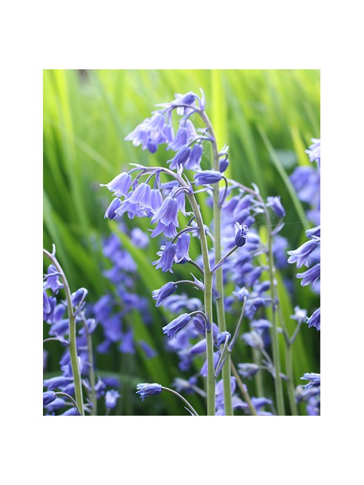 Paprastoji linksmė (Lot Hyacinthoides non-scripta)-KITI-DAUGIAMETĖS GĖLĖS