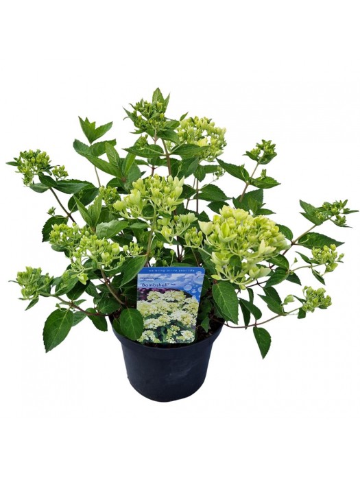 Šluotelinė hortenzija (Lot Hydrangea pan.) 'Bombshell' C3/P19 25-30 CM-ŠLUOTELINĖS HORTENZIJOS-HORTENZIJOS