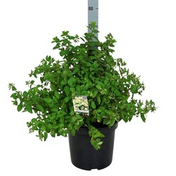 Šluotelinė hortenzija (Lot Hydrangea pan.) 'Bombshell' C10 40-50 CM - nuotrauka 2