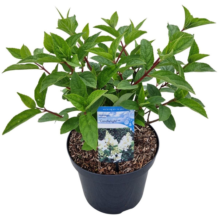 Šluotelinė hortenzija (Lot Hydrangea pan.) 'Candlelight' C7,5/P26 40-50 CM-ŠLUOTELINĖS HORTENZIJOS-HORTENZIJOS