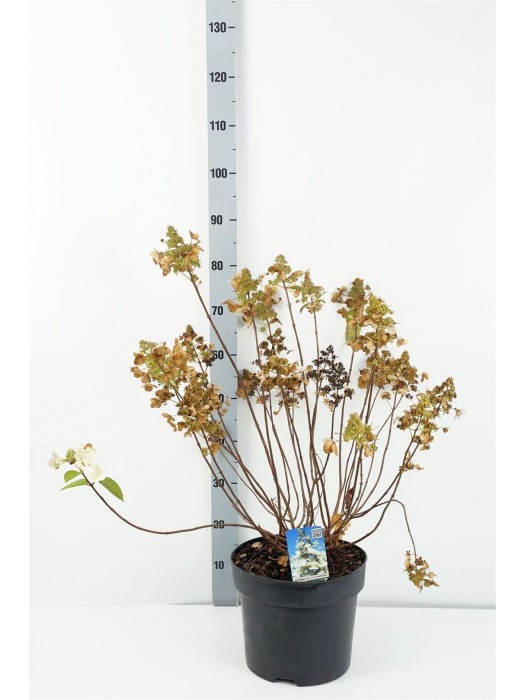 Šluotelinė hortenzija (Lot Hydrangea pan.) 'Floribunda' C10 60-80 CM-ŠLUOTELINĖS HORTENZIJOS-HORTENZIJOS