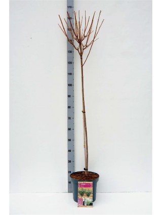 Šluotelinė hortenzija (Lot Hydrangea pan.) 'Kyushu' C7,5/P26 KOTAS 90 CM-ŠLUOTELINĖS HORTENZIJOS-HORTENZIJOS