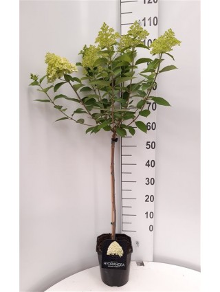 Šluotelinė hortenzija (Lot Hydrangea pan.) 'Limelight' C5/P23 KOTAS 60 CM 2 YR-ŠLUOTELINĖS HORTENZIJOS-HORTENZIJOS