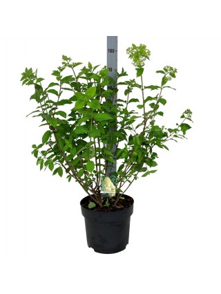 Šluotelinė hortenzija (Lot Hydrangea pan.) 'Limelight' C10 60-80 CM-ŠLUOTELINĖS HORTENZIJOS-HORTENZIJOS
