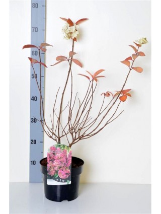 Šluotelinė hortenzija (Lot Hydrangea pan.) 'Magical Fire' C3/P19 40-50 CM-ŠLUOTELINĖS HORTENZIJOS-HORTENZIJOS