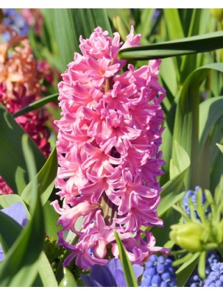 Hiacintas (Lot Hyacinthus) 'Pink Pearl'-HIACINTAI-SVOGŪNINĖS GĖLĖS