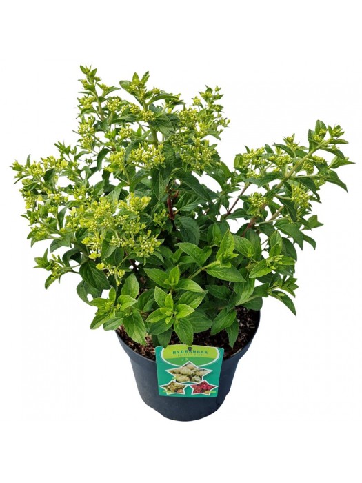Šluotelinė hortenzija (Lot Hydrangea pan.) 'Petite Star' C7,5/P26 35-40 CM-ŠLUOTELINĖS HORTENZIJOS-HORTENZIJOS