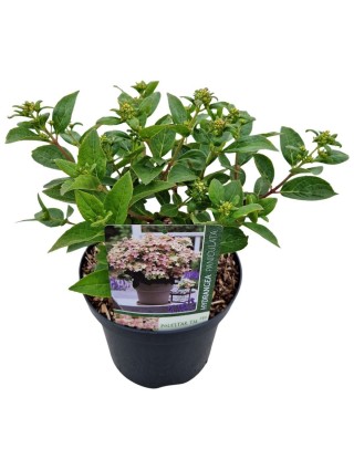 Šluotelinė hortenzija (Lot Hydrangea pan.) 'Petite Polestar' C3/P19 20-25 CM-ŠLUOTELINĖS HORTENZIJOS-HORTENZIJOS