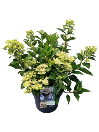 Šluotelinė hortenzija (Lot Hydrangea pan.) 'Petite Polestar' C7,5/P26 30-40 CM-ŠLUOTELINĖS HORTENZIJOS-HORTENZIJOS