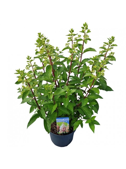 Šluotelinė hortenzija (Lot Hydrangea pan.) 'Pinky Winky' C7,5/P26 35-40 CM-ŠLUOTELINĖS HORTENZIJOS-HORTENZIJOS