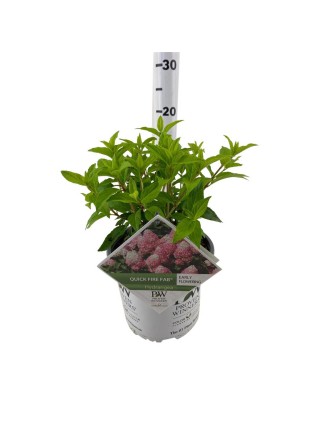 Šluotelinė hortenzija (Lot Hydrangea pan.) 'Quick Fire Fab' C3/P19 25-30 CM-ŠLUOTELINĖS HORTENZIJOS-HORTENZIJOS