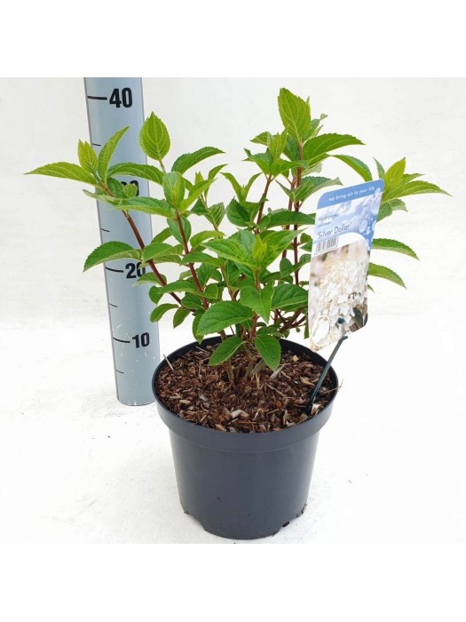 Šluotelinė hortenzija (Lot Hydrangea pan.) 'Silver Dollar' C3/P19 25-30 CM-ŠLUOTELINĖS HORTENZIJOS-HORTENZIJOS