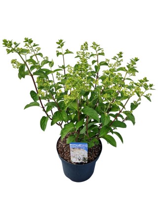 Šluotelinė hortenzija (Lot Hydrangea pan.) 'Silver Dollar' C7,5/P26 35-40 CM-ŠLUOTELINĖS HORTENZIJOS-HORTENZIJOS