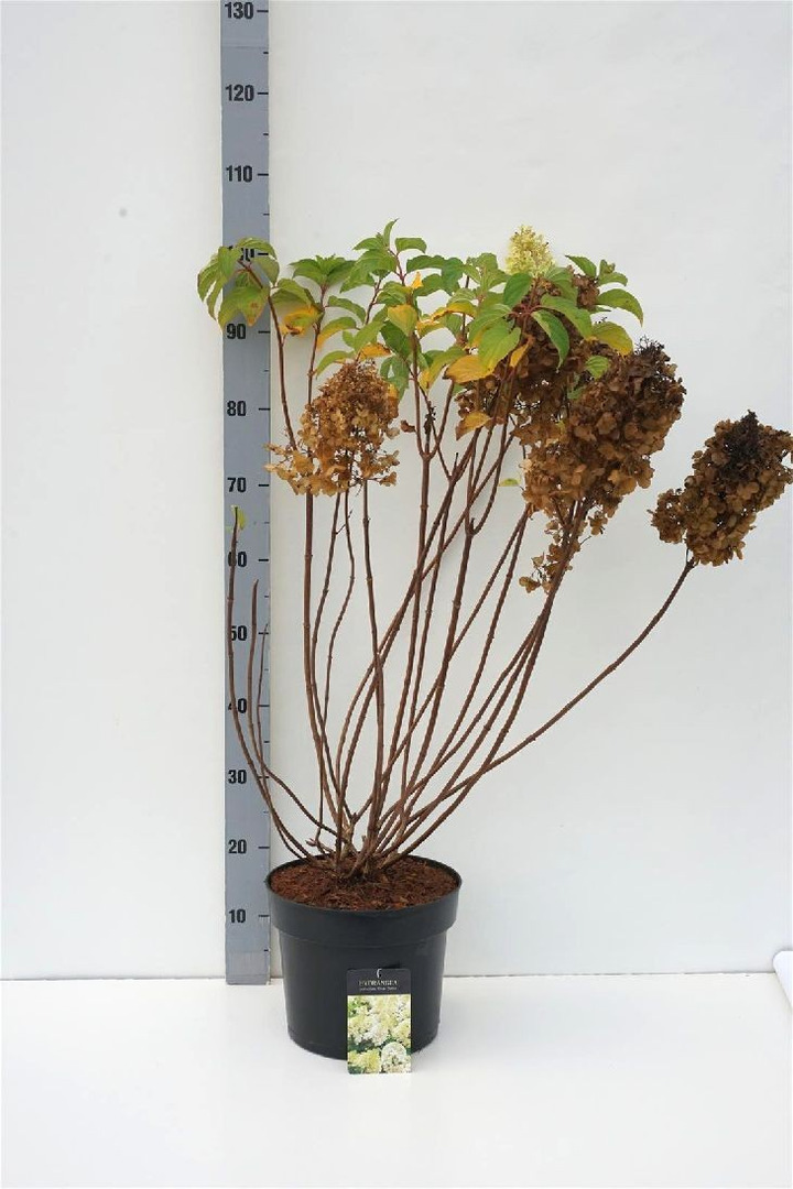 Šluotelinė hortenzija (Lot Hydrangea pan.) 'Silver Dollar' C7,5/P26 60-80 CM-ŠLUOTELINĖS HORTENZIJOS-HORTENZIJOS
