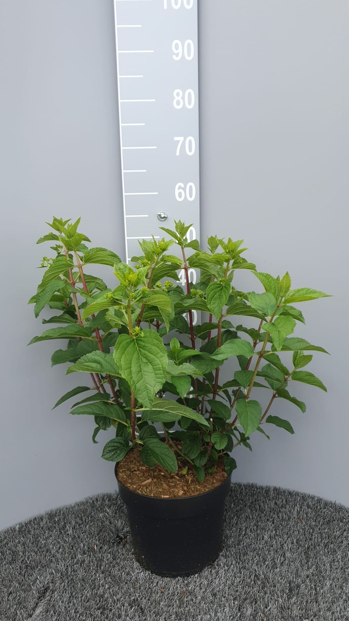 Šluotelinė hortenzija (Lot Hydrangea pan.) 'Silver Dollar' C7,5/P26 60-80 CM-ŠLUOTELINĖS HORTENZIJOS-HORTENZIJOS