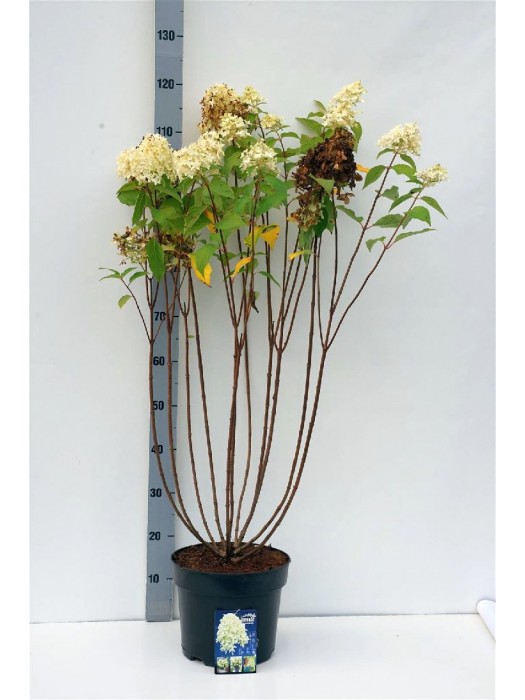 Šluotelinė hortenzija (Lot Hydrangea pan.) 'Skyfall' C7,5/P26 50-60 CM-ŠLUOTELINĖS HORTENZIJOS-HORTENZIJOS