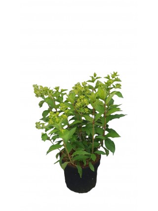 Šluotelinė hortenzija (Lot Hydrangea pan.) 'Skyfall' C7,5/P26 50-60 CM-ŠLUOTELINĖS HORTENZIJOS-HORTENZIJOS