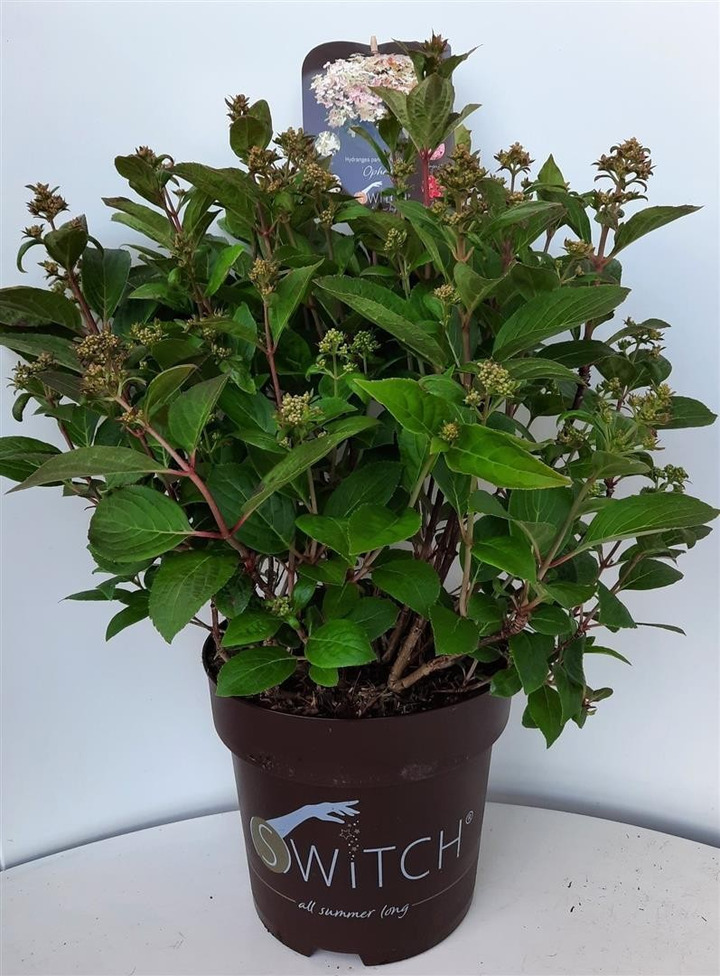 Šluotelinė hortenzija (S)witch® (Lot Hydrangea pan.