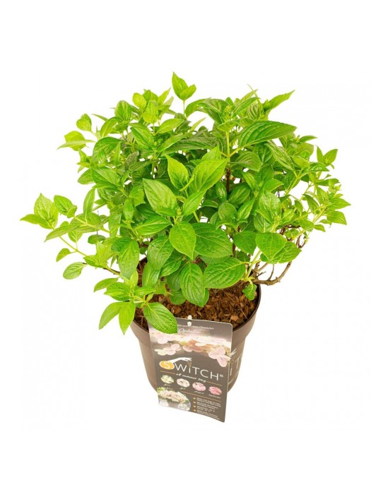 Šluotelinė hortenzija (S)witch® (Lot Hydrangea pan. (S)witch®) 'Ophelia' C7,5/P26 25-30 CM-ŠLUOTELINĖS