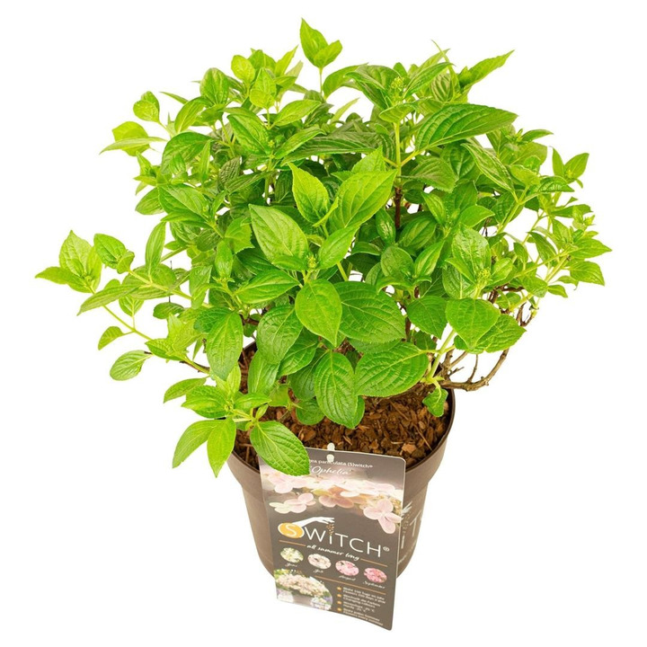 Šluotelinė hortenzija (S)witch® (Lot Hydrangea pan. (S)witch®) 'Ophelia' C7,5/P26 25-30 CM-ŠLUOTELINĖS