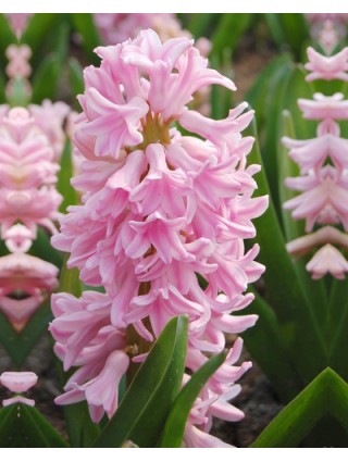 Hiacintas (Lot Hyacinthus) 'Pink Surprise'-HIACINTAI-SVOGŪNINĖS GĖLĖS