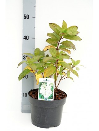 Šluotelinė hortenzija (Lot Hydrangea pan.) 'Unique' C3/P19 30-40 CM-ŠLUOTELINĖS HORTENZIJOS-HORTENZIJOS