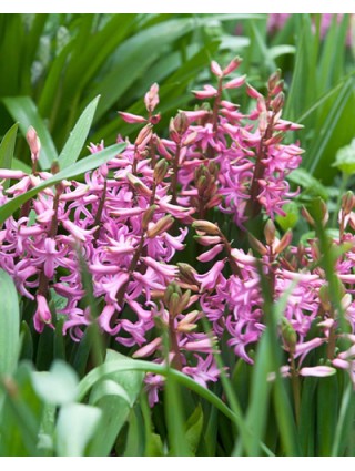 Hiacintas roze/pink (Lot Hyacinthus roze/pink)-HIACINTAI-SVOGŪNINĖS GĖLĖS