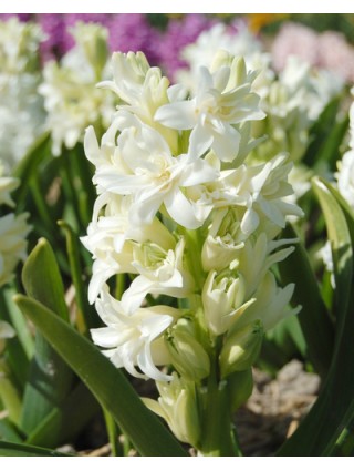 Hiacintas (Lot Hyacinthus) 'Snow Crystal'-HIACINTAI-SVOGŪNINĖS GĖLĖS