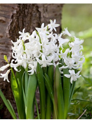 Hyacinthys wit/white (Lot Hyacinthys wit/white)-HIACINTAI-SVOGŪNINĖS GĖLĖS