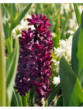 Hiacintas (Lot Hyacinthus) 'Woodstock'-HIACINTAI-SVOGŪNINĖS GĖLĖS