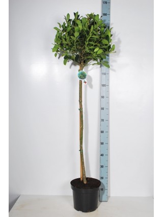 Bugienis dygialapis (Lot Ilex aq.) 'J.C. van Tol' C7,5/P26 KOTAS 90 CM-BUGIENIAI-KRŪMAI