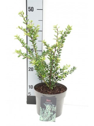 Rinčiuotasis bugienis (Lot Ilex cren.) 'Convexa' C2/P17 20-25 CM-BUGIENIAI-KRŪMAI