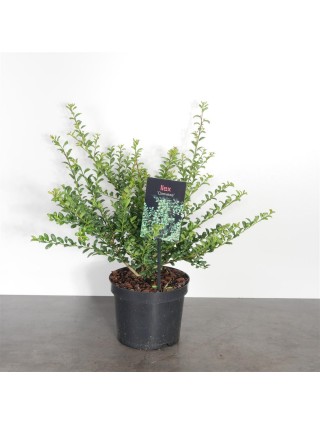 Rinčiuotasis bugienis (Lot Ilex cren.) 'Convexa' C2/P17 20-25 CM-BUGIENIAI-KRŪMAI