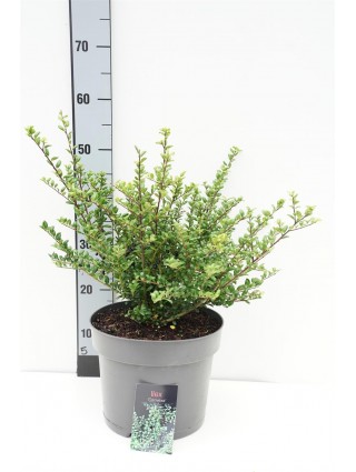 Rinčiuotasis bugienis (Lot Ilex cren.) 'Convexa' C7,5/P26 30-40 CM-BUGIENIAI-KRŪMAI