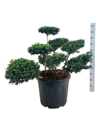 Rinčiuotasis bugienis (Lot Ilex cren.) 'Convexa' BONSAI 60-80 CM C55-BUGIENIAI-KRŪMAI