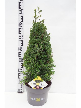 Rinčiuotasis bugienis (Lot Ilex cren.) 'Dark Green' 40-50 CM C5/P23-BUGIENIAI-KRŪMAI