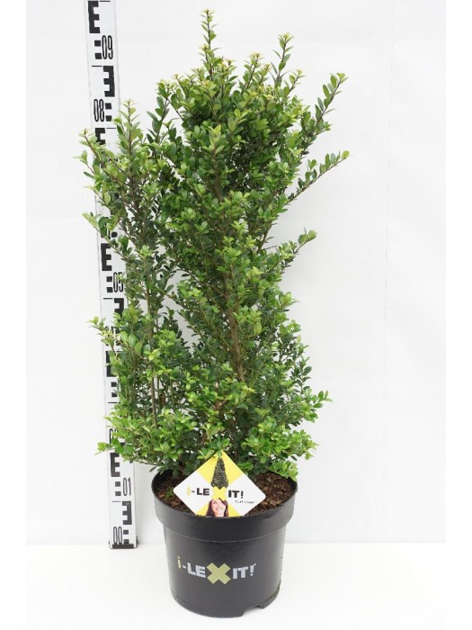 Rinčiuotasis bugienis (Lot Ilex cren.) 'Dark Green' C7,5/P26 70/+ CM-BUGIENIAI-KRŪMAI