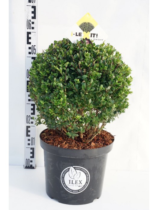 Rinčiuotasis bugienis (Lot Ilex cren.) 'Dark Green' 3 CM RUTULYS C10-BUGIENIAI-KRŪMAI