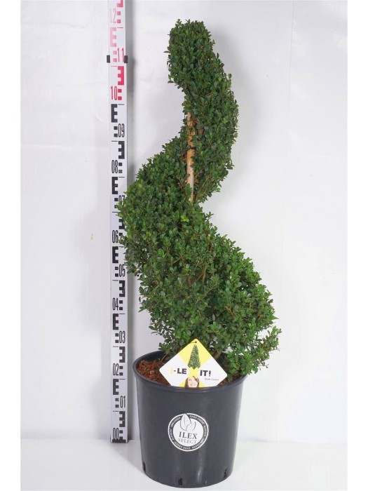 Rinčiuotasis bugienis (Lot Ilex cren.) 'Dark Green' 90-100 CM SPI C18-BUGIENIAI-KRŪMAI