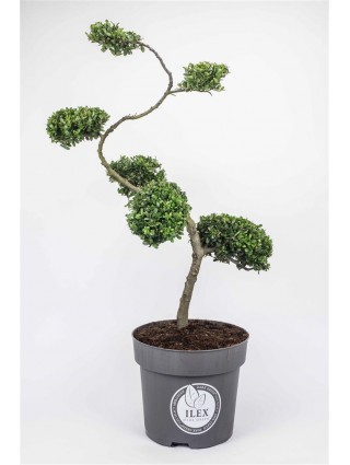 Rinčiuotasis bugienis (Lot Ilex cren.) 'Dark Green' BONSAI 80/+ CM C15-BUGIENIAI-KRŪMAI